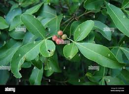 Image result for Searsia natalensis