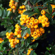 Image result for Pyracantha coccinea golden charmer