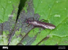 Image result for Perlidae