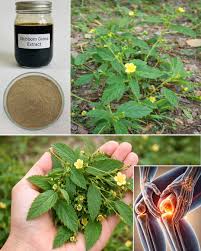 Most people don't know the power of this Unpretentious Backyard Miracle  Plant.... 💬👀👇