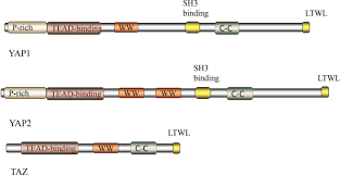 Ch yap & co no , 1st floor, jalan 1/76c, desa pandan kuala lumpur: Analysis Of The Role Of The Hippo Pathway In Cancer Journal Of Translational Medicine Full Text