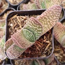 Image result for Geigeria brevifolia