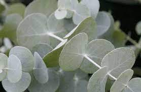 Heirloom Variety Eucalyptus Tree X2f Houseplant Zones 9 10 Quot Silver Dollar Quot Variety Euc Flowers Wholesale Flowers Tree Seeds