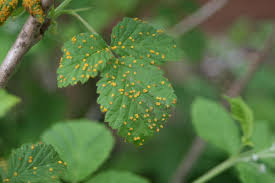 Many plants get yellow leaves when there is an excess of rain, due to nitrogen being leached out of the soil, especially in cool spring weather. Orange Spots On Raspberry Leaves Ubc Botanical Garden Forums