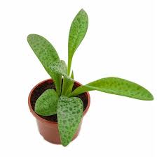 Image result for Kraussia kirkii