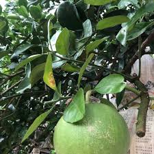 Berikut adalah kumpulan berita yang telah dan akan dilaksanakan di sman 1 tambun utara. é«˜æ™¶æŸšå›­ Farm In Ipoh