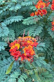 Image result for Caesalpinia rostrata