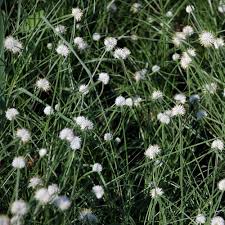 Image result for Kyllinga erecta