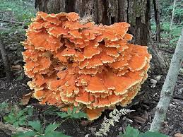 Thumbnail preview for the linked URL.