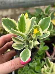 Image result for Kalanchoe laciniata