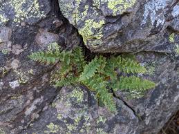 Image result for Woodsiaceae