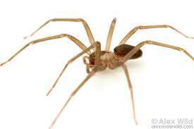 How To Tell If A Spider Is Not A Brown Recluse Spiderbytes