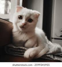 Funny White Cat: Over 586,907 Royalty-Free Licensable Stock Photos
