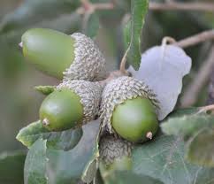 Image result for Quercus suber