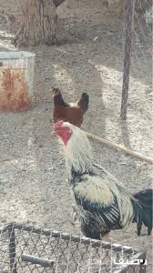للبيع ديك باكستاني Animals Rooster