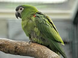 Check spelling or type a new query. Diopsittaca Nobilis Nobilis Red Shouldered Macaw In Weltvogelpark Walsrode