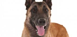 Belcika Malinois Cinsi Kopek Bakimi Ve Ozellikleri