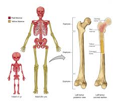 The epiphysis of a bone: Bone Marrow