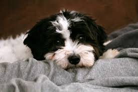 Maybe you would like to learn more about one of these? 107 Best Black And White Dog Names For 2019 The Dog People By Rover Com