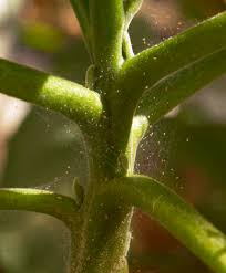 The large leaved lime is botanically called tilia platyphyllos. Citrus Pest Disease Lemoncitrustree
