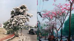 Daftar nama kucing korea betina. Bunga Tabebuya Mekar Ini 7 Potret Surabaya Yang Serasa Di Jepang Surabaya Liputan6 Com