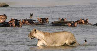 Nature | Mother Hippo Protects Calf from Lions and Crocodiles | Season 40 | Episode 11 | PBS