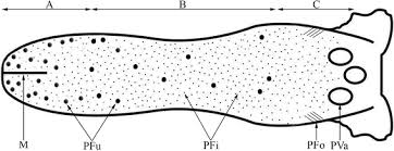 We did not find results for: Anatomical And Histological Structure Of The Tongue And Histochemical Characteristics Of The Lingual Salivary Glands In The Persian Squirrel Sciurus Anomalus Springerlink