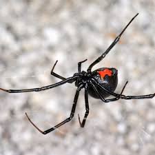 Black widow spiders are usually found along the lake michigan coast line. How To Care For A Pet Black Widow Spider Pethelpful
