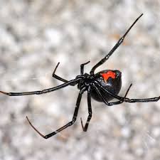 Elevate your wound above the level of your heart as often as you can. How To Care For A Pet Black Widow Spider Pethelpful