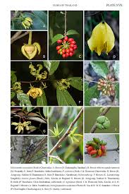 Image result for Huberantha