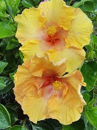 Image result for Hibiscus seineri