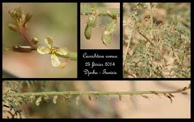 Image result for Carrichtera annua