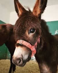 Six Month Old Masun Was Found Abandoned By Our Team In Jordan Luckily We Were There To Take Her In And Look Miniature Donkey Animal Spirit Guides Mini Donkey
