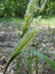 Image result for Fimbristylis madagascariensis