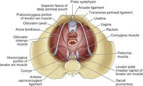 Pelvic floor muscles that are located wholly within the pelvis. The Female Hip And Pelvis Musculoskeletal Key