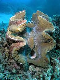 Tridacna Gigas Clam Sri Lanka Clams Giant Clam Molluscs