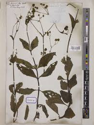 Image result for Adenostemma viscosum