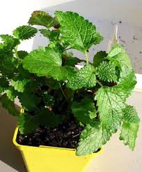27 Medicinal Plants Worth Your Garden Space Medicinal Plants Plants Healing Plants
