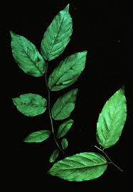 Image result for Ventilago