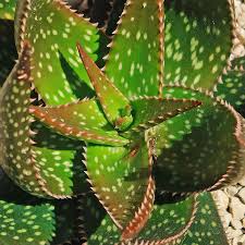 Image result for Aloe veseyi