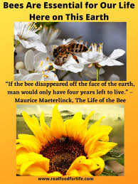 What states are showing my life as a zucchini. Bees Are Essential For Life Here On This Earth Food For Earth Day
