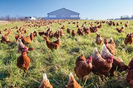 Learn where to watch, stream, or download subbed and dubbed anime series and movies with these five completely legal anime streaming options. Egg Innovations Ceo Cage Free Is A Step In The Right Direction But It Isn T Meeting The Entire Needs Of Birds