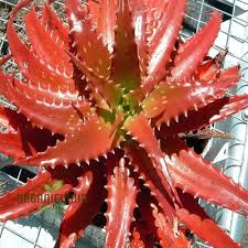 Image result for Aloe cameronii