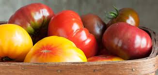 Tommy toe tomato heirloom, indeterminate, 70 days, red, cherry (1 inch) originated in the ozark mountains, but is very popular in australia. French Heritage Tomato Varieties The Best Of The Old World Marries The New