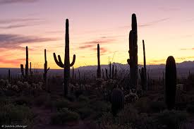 Furthermore, it doesn't start flowering. The Amazing Saguaro Cacti At Sunset Sa Ga Photography Moments In Light