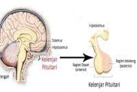 Kelenjar pituitary mengatur pembentukan urien lewat. Kelenjar Pituitari Mengatur Pembentukan Urine Lewat Sekolahan Co Id