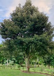 Image result for Manilkara kauki