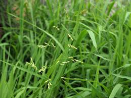 Image result for Leersia