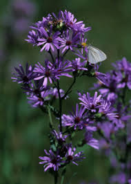 Image result for Aster chimanimaniensis