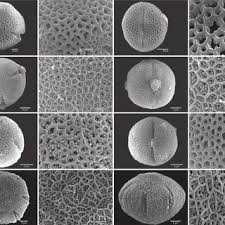 Image result for Mitrasacmopsis